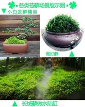 Moss micro landscape white hair moss orchid moss fresh paving rockery rain tank bonsai green moss plant