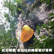 Gansu pure natural wild soil honey 500 grams of pure Chinese honey flower nectar wild Chinese herbal medicine pollen honey