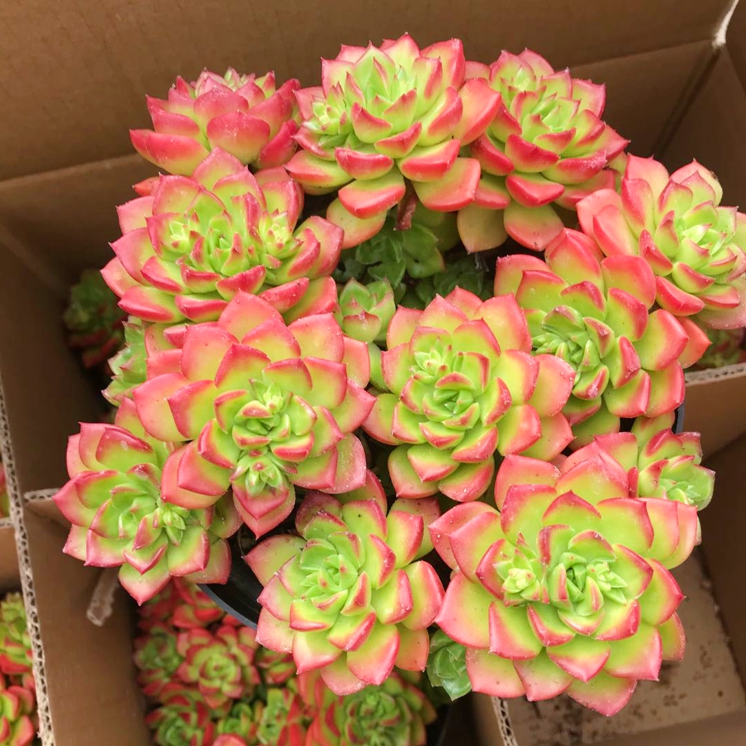 火焰蒂亚手捧花卉老桩超大巨型稀有品种多肉植物组合套餐新手肉肉