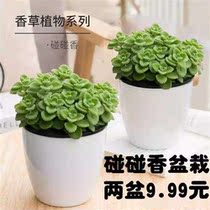 Pengpeng incense potted plants a touch of fragrant vanilla and succulent plants repel grass and mosquitoes and purify the air in the office.