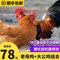 Authentic old hen yellow-footed rooster single combination of soil chicken farm free-range fresh and freshly killed whole chicken