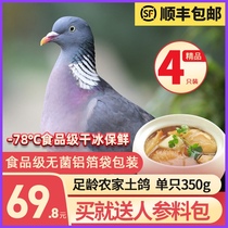 4pcs pigeon meat pigeon fresh fresh frozen farm free-range soil pigeon live now kill SF