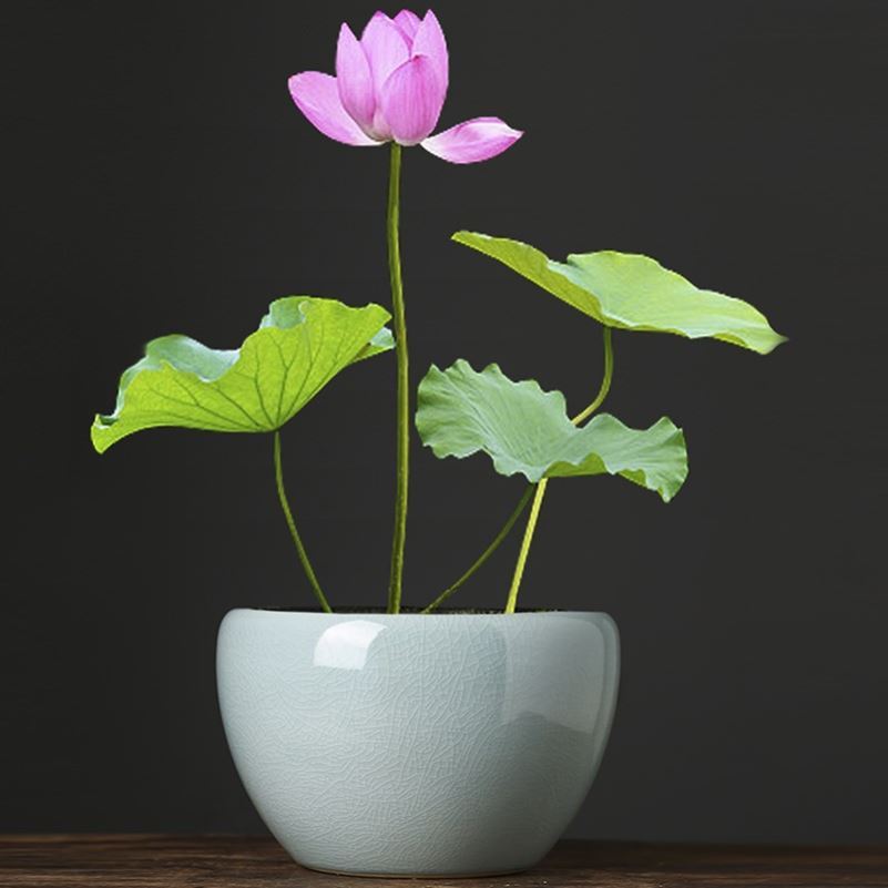 Water lily cylinder special ceramic bowl lotus basin large soil cultivation content leaf LianHe flowerpot grass cooper hydroponic vessels