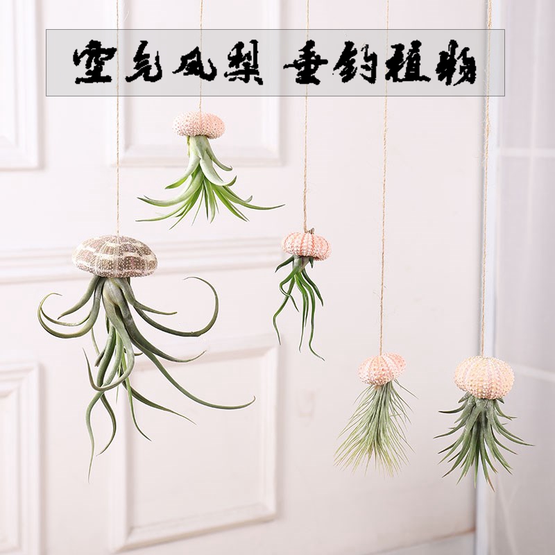 Air pineapple soilless hanging shells creative potted the plants the office green plant flowers and the plants base stents flowerpot