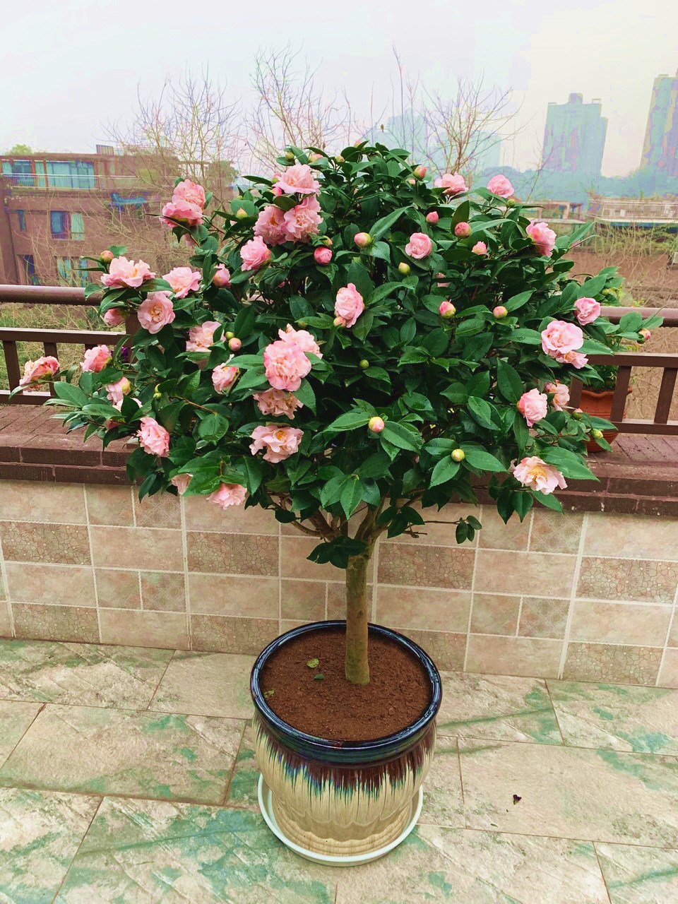 Camellia flowers princess tea Camellia the plants trees in fujian longyan rare flower garden balcony xiang xiang Camellia