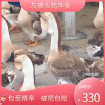 Extra-large lion-headed goose eggs fertilized eggs 24 farmhouse free-range large meat eggs and large-scale gray goose Lande goose