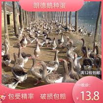 Extra-large Lande goose egg fertilized egg can hatch purebred gray goose egg large variety meat goose egg high yield goose egg