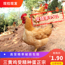 Three yellow chickens breeding eggs fertilized eggs can hatch chickens purebred Large large native chickens damaged 30 pieces