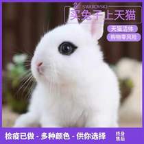 Dwarf Rabbit Live Mini Little Growth Phoenix Eye Tea Cup Cat Cat Rabbit Hanging Ears Rabbit Pet Rabbit Live