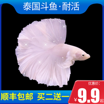 Thai Betta Pet Fish Live Merlion King Half Moon fish Female Ornamental fish Live tropical fish Oxygen-free freshwater fish