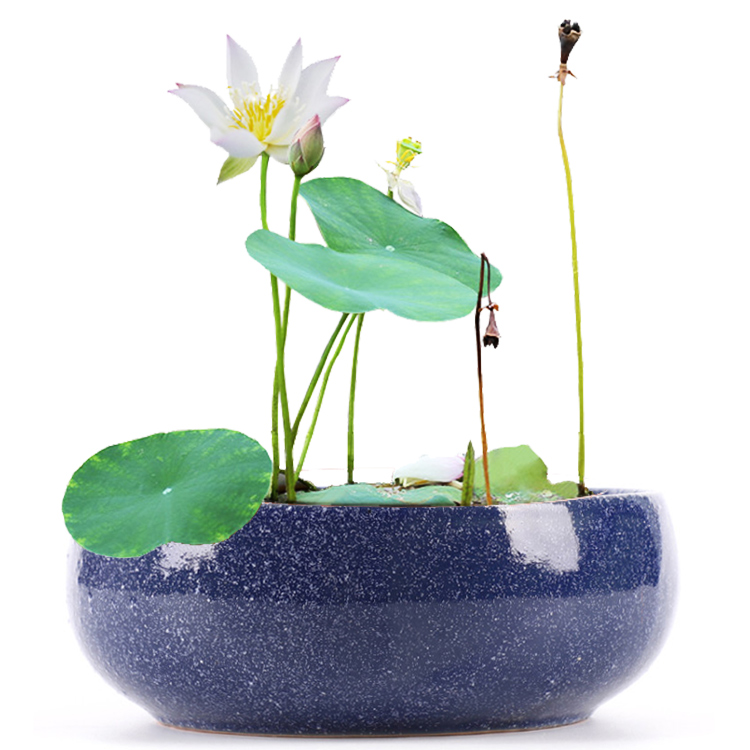 Copper grass special ceramic hydroponic flower pot water lily bowl lotus basin cylinder withered lotus grass daffodils money without hole more than meat