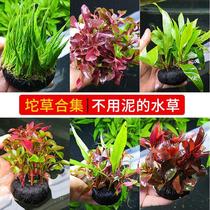 Aquatic plant fish grass tank lazy man grass living novice entry level soilless purification water quality without mud water grass
