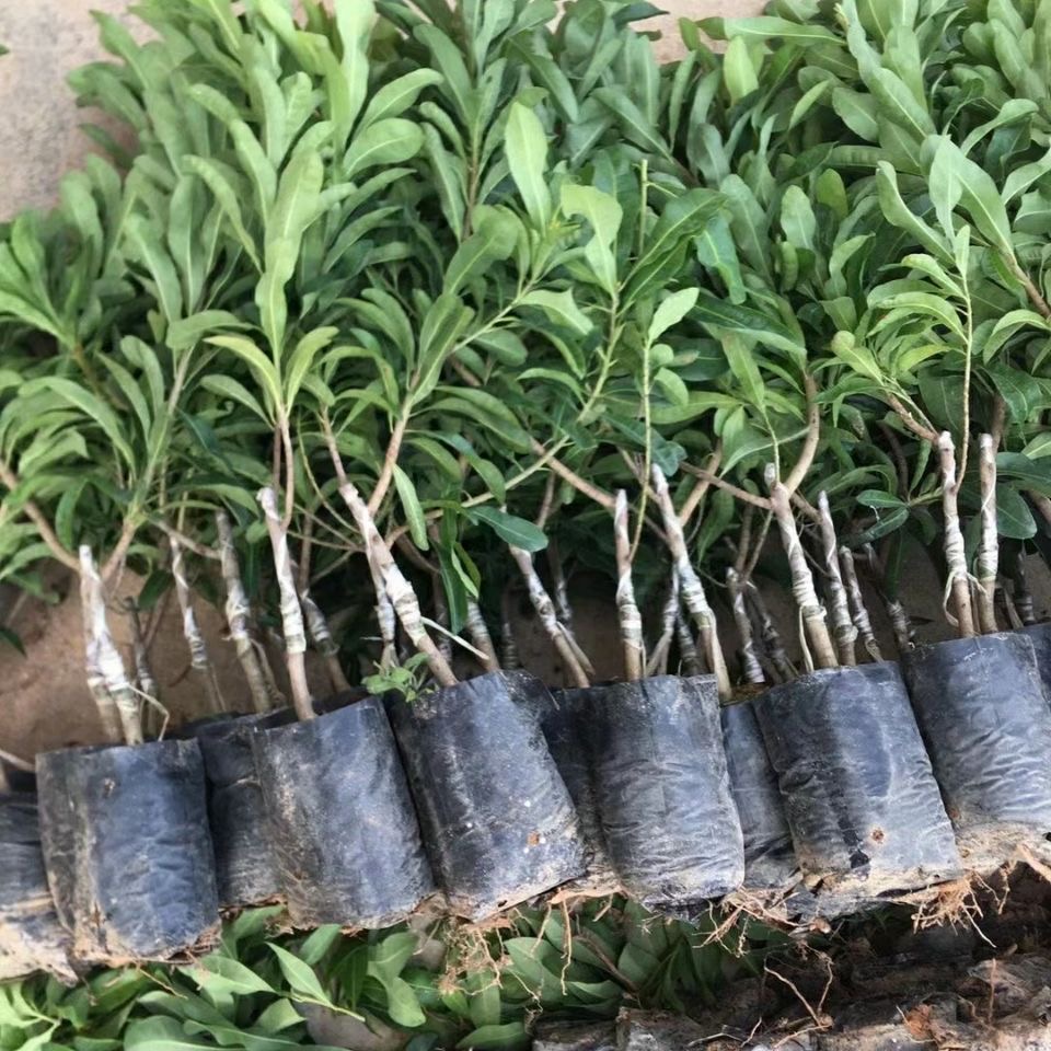 水晶杨梅苗果树苗 正宗嫁接杨梅树苗 特大早熟南北方种植当年结果