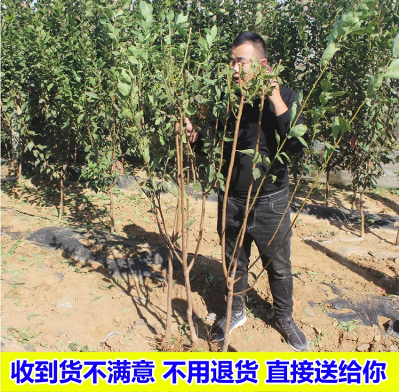 嫁接李子苗新品种果树苗白奶油李子树苗美人醉李子苗盆南北方种植