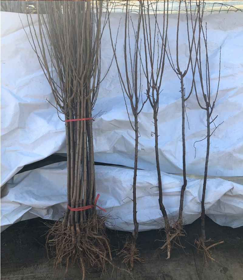 嫁接李子苗新品种果树苗白奶油李子树苗美人醉李子苗盆南北方种植