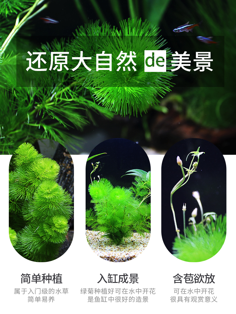 Fish Tank Landscape Water Grass Green Chrysanthemum Green Court Aquarium Grass Pot Plant Living Negative Real Aquatic Plants Lazy Novice