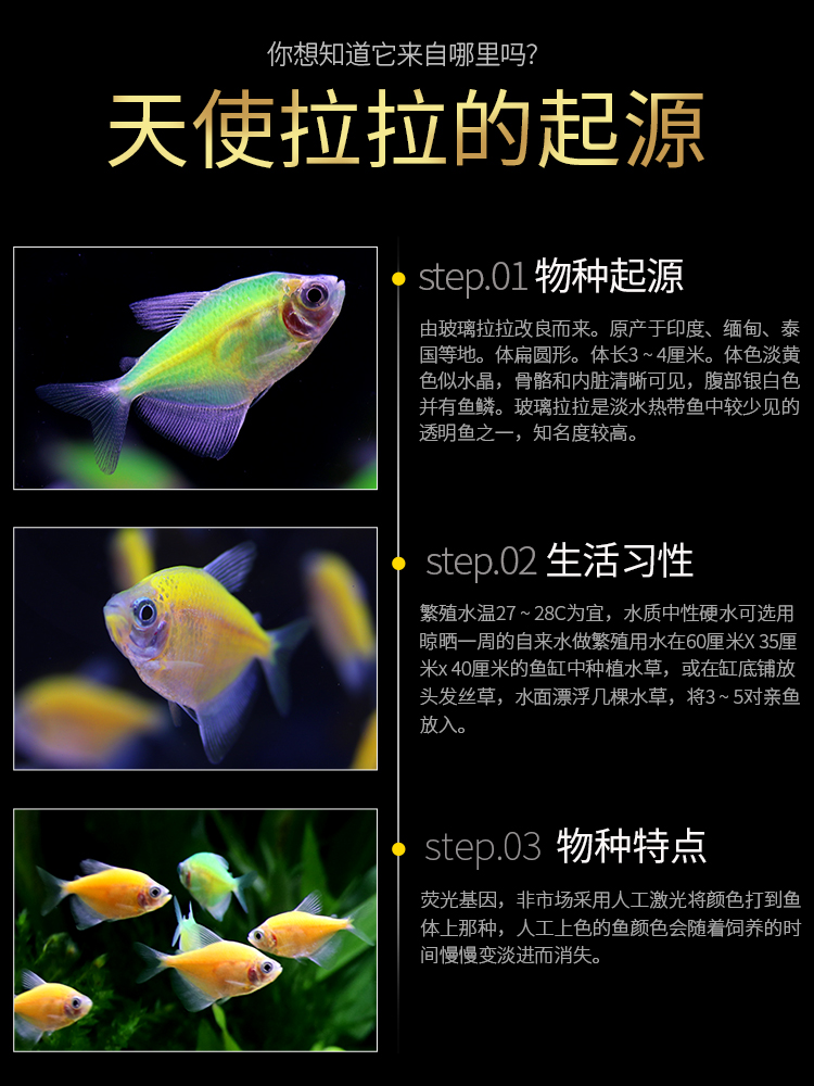 Angelfish Colorful Fish Lemon Green Apple Lemon Green Tiger Lantern Fish Peacock Zebra Small Tropical Ornamental Fish