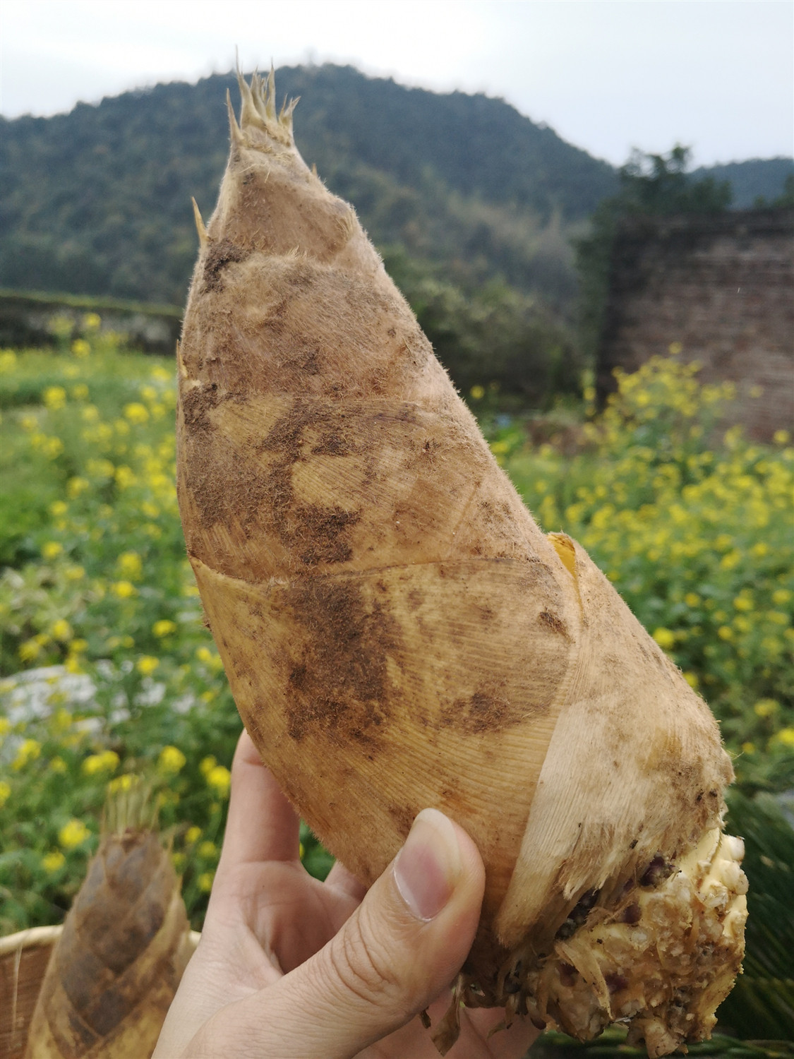风物先生现挖野生竹笋春笋带笋壳新鲜发货八斤净重包邮看完详情拍