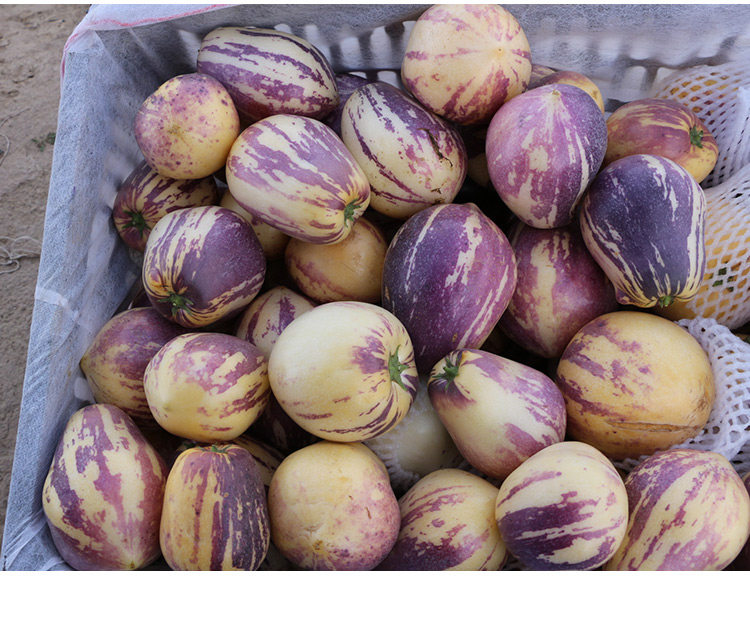 产地直发甘肃民勤人参果特大5斤黄肉熟果新鲜水果人生果