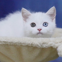 Pure white mandarin duck-eyed short-haired cat blue-eyed lion cat hetero-pupil kitten white lion cat cub living thing long hair
