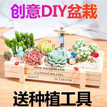 Multi-meat plant novice meat package pot room office potted pot floral green meat plant children growing festival