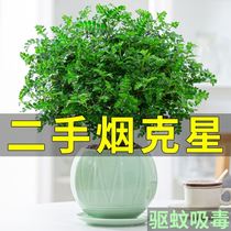 A green plant potted plant suitable to be placed in the bedroom without sun exposure to the flowers does not need sunlight to suck second-hand smoke