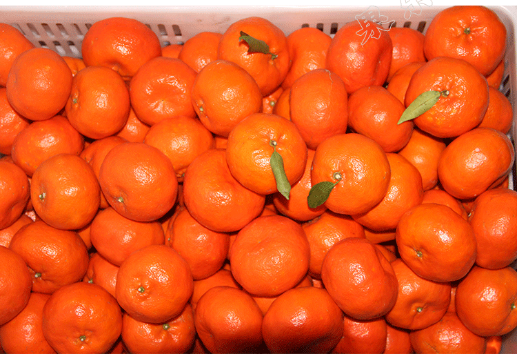 【果乐鲜】万州古红桔 正宗四川红橘大红袍 重庆小柑新鲜水果柑子_买