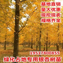Gingko Saplings White Fruit Saplings Occupy demolition gingko Miao Miao Miao Courtyard Green Plant tree gingko Tree Live Miao
