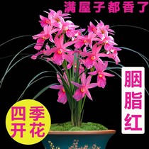Broccoli Miaochun sword rouge red winter with flower buds for sale Four Seasons Blossom Indoor Orchid Potted potted Flowers Green Plant