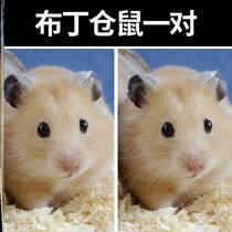 Pet a pair of rare hamster live vaccine mouse couple Net Red live animal adult cute health