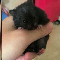 Doll live animal small pet hamster live vaccine pet bag Golden Bear live has hit the old mans front line