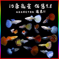 Neon Hongyun head Peacock fish pregnant mother prolific fish tropical fish all red zebra fish