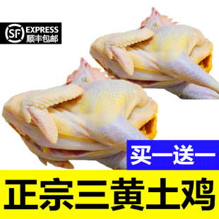 authentic farmhouse local chien walking on the ground