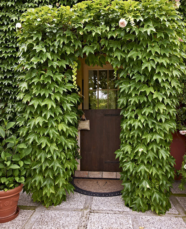 爬山虎苗盆栽三叶爬山虎大苗室内攀援花卉观花爬藤植物四季爬墙虎