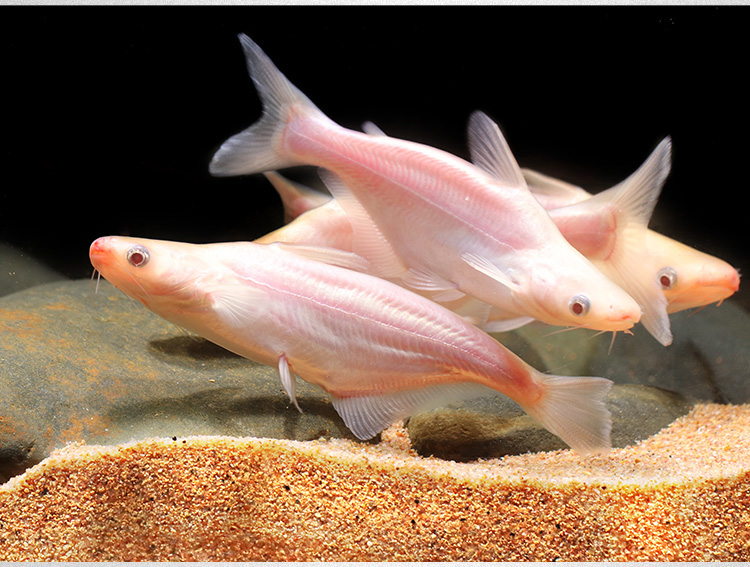 热带鱼淡水鲨鱼活体虎鲨观赏鱼大型虎头鲨大白鲨鱼凶猛鱼龙鱼配鱼