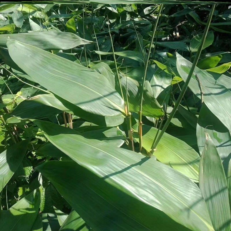 新鲜粽子绳子冬叶棕叶芦兜荷叶包粽子芦苇竹叶其它烘焙器具