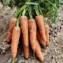 5 kg of carrots fruits carrots fresh red Robb No 10 vegetables red skin red heart farm seasonal FCL