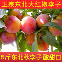 Northeast plums Dahongpao plums Autumn plums dry bowl plums fresh fruit sweet and sour and juicy 5 kg