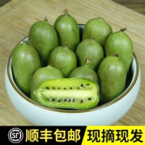Northeast round jujube Mountain soft jujube Fresh kiwi kiwi kiwi berry Dandong specialty fruit