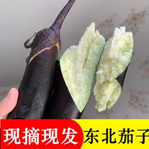 Northeast eggplant fresh vegetables black purple long-line eggplant garlic eggplant material is now removed from the pot rotten 4 kg more province