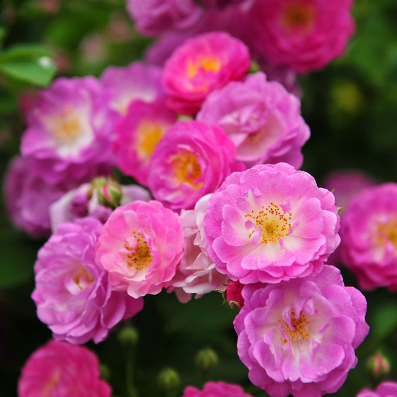 木香花苗爬藤植物浓香四季蔷薇花苗庭院花卉盆栽黄白色木香七里香