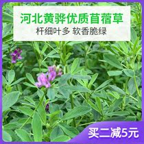 Alfalfa grass Claus young rabbit rabbit grain fresh grazing Hay rabbit Chinchilla Dutch pig food feed food