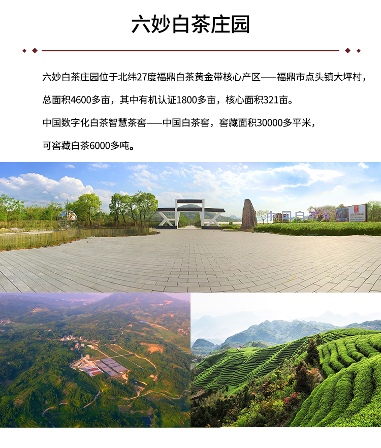 六妙庄园白茶正宗福鼎白茶2018年一级谷雨茶花香贡眉散茶盒装50g