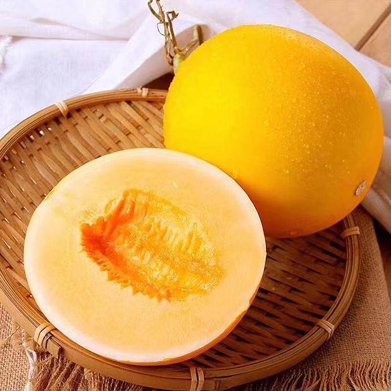 现摘现发黄河蜜瓜甜瓜5斤整箱中果