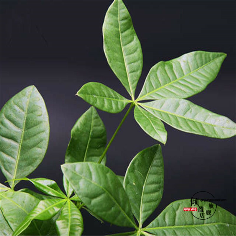 Rich tree potted indoor potted transshipment bamboo green, the plants, plant office podocarpus miniascape ceramic flower pot