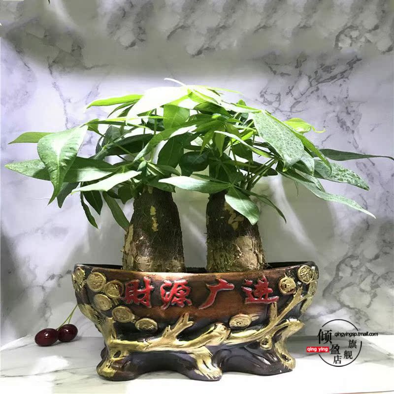 Rich tree potted indoor potted transshipment bamboo green, the plants, plant office podocarpus miniascape ceramic flower pot