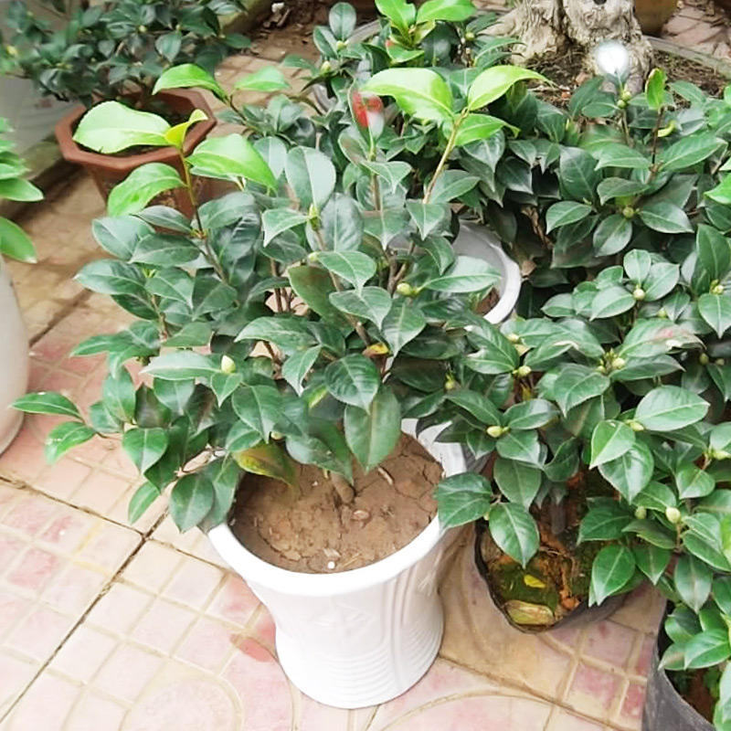 Camellia Camellia miaomiao perfume red Camellia trees high - grade potted flower Camellia the plants with buds