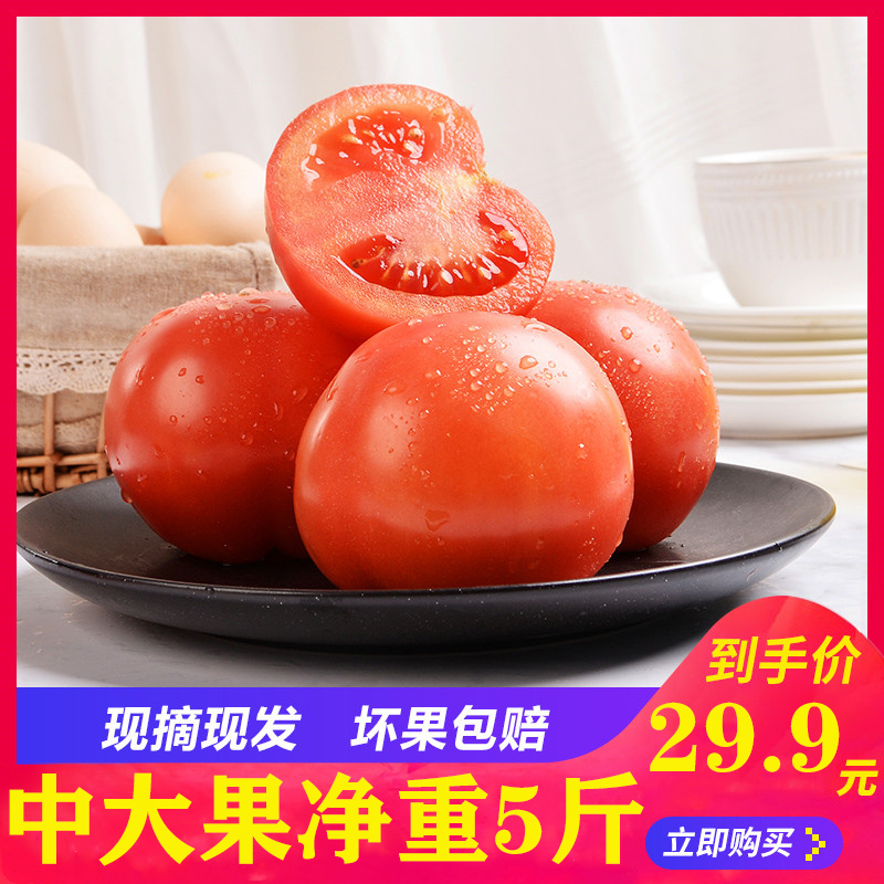 趙公子 新鮮沙瓤西紅柿 5斤