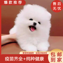 Purebred Pomeranian puppies do not grow up lively puppies real dog puppies long-haired double-blooded living animals domestically raised cheap dogs