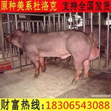 The new American Duroc breed boar grows white the York York breed pig original breed Taihu Sutai grows up the binary sow
